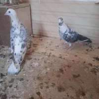 کبوتر|پرنده|خلیل آباد, |دیوار