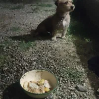 سگ پاکوتاه گمشده|حیوانات|ارومیه, |دیوار