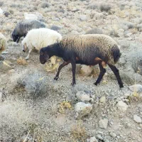فروش قوچ هترو