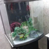 آکواریم|ماهی|قرچک, زیبا شهر|دیوار