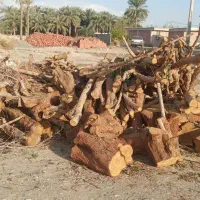 خرید چوب|خدمات باغبانی و درختکاری|عنبرآباد, |دیوار