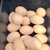 تخم قوغاز تازه و با کیفیت|حیوانات مزرعه|ملایر, |دیوار