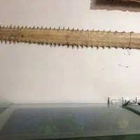 آرواره اره ماهی