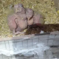 جفت طوطی عروس مولد با دو تا جوجه|پرنده|قائمشهر, |دیوار