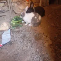 خرگوش|موش و خرگوش|سده (خراسان جنوبی), |دیوار