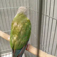 طوطی گرینچیک پاید