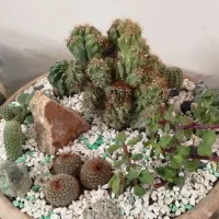 کاکتوس های کادویی و زیبا