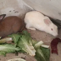 خرگوش نر و ماده مولد