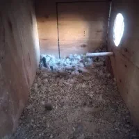 جفت گرینچیک|پرنده|یزد, |دیوار