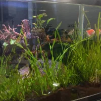 آکواریوم پلنت|ماهی|قم, نخودی|دیوار