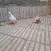 دوتا رنگه کفتر