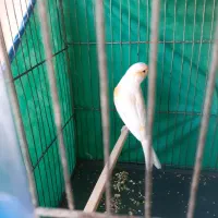 قناری موزاییکی نر|پرنده|کنگاور, |دیوار