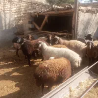 30راس شیشک ابستن رومایه|حیوانات مزرعه|ابریشم, |دیوار