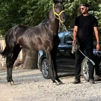 سه راس اسب زیبا|اسب و تجهیزات اسب‌سواری|تهران, نیاوران|دیوار