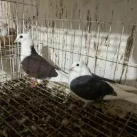 جوجه میولمنز و دوکت گلالی