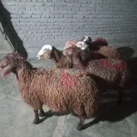 بره نروماده