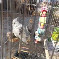 عروس هلندی ماده آماده|پرنده|شیراز, دودمان|دیوار