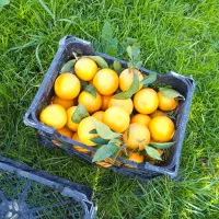 فروش نارنگی خرمالو از کشاورز به خریدار|خوردنی و آشامیدنی|بندر گز, |دیوار