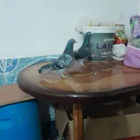 کبوتر رنگی ریش و مسافتی اهوازی چاپی وانروی اردن|پرنده|گرگان, |دیوار