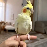 دو عدد عروس هلندی|پرنده|نجف‌آباد, امام خمینی|دیوار