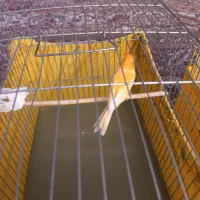 دو عدد قناری نر|پرنده|صفادشت, |دیوار