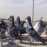 کفتر سبزوکوهی پلاکی زرنگ هوایی|پرنده|شیراز, شیخ علی چوپان|دیوار