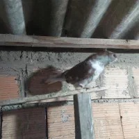 کبوتر گرگی کشیده|پرنده|آق قلا, |دیوار