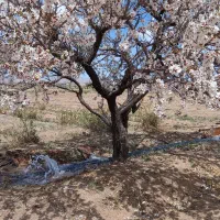 زمین باغی وزوان پشته دانشگاه پیام نور وزوان