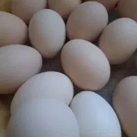 تخم مرغ بومی درجه یک