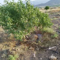 باغچه ۳۵۰۰متری واقع در شبانکاره میمند