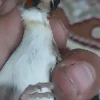 پرنده سره سهره ماده چونه سفید|پرنده|ری, دولت‌آباد|دیوار