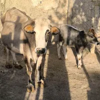 گاو و گوساله درجه یک باب داشت