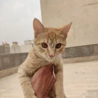 واگذاری بچه گربه|گربه|قم, پردیسان|دیوار