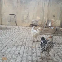 فروش تخم مرغ و مرغ و جوجه گلین|حیوانات مزرعه|الیگودرز, |دیوار