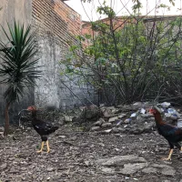 جوجه خروس لاری|حیوانات مزرعه|ساری, |دیوار