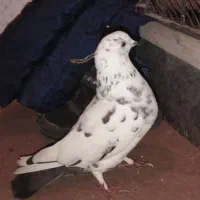 یک عدد کبوتر