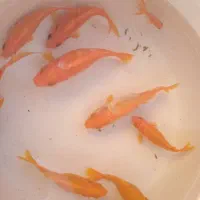 ماهی قرمز|ماهی|فردیس, شهرک ۱۱۰|دیوار