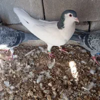 ساده  نر|پرنده|بیرجند, |دیوار