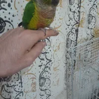 گرینچیگ نر دستی