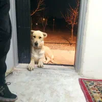 ماده عراقی بهترین نژاد8تومن