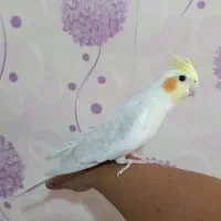 عروس هلندی جفت مولد رامه رام لوتینو