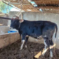 فروش دوعدد گوساله نر