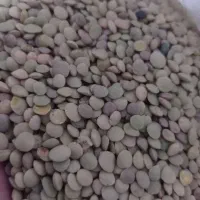 عدس محلی خلخال