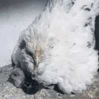 مرغ گرین با جوجه