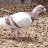 اوغون خطی