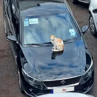 تارا دنده ۱۴۰۱