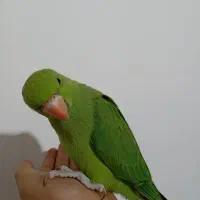 جفت طوطی ملنگو مولد خانگی .بدون قفس .تخفیف ندارد|پرنده|قائم‌شهر, |دیوار