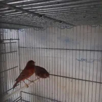 قناری|پرنده|هشتگرد, شهرک پامچال|دیوار