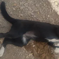 سگ دستاموز|سگ|محلات, |دیوار