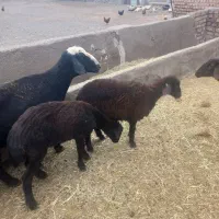 دوراس ماده داشتی